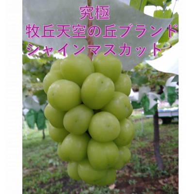 
            ＜2026年先行受付＞2026年9月下旬発送「牧丘天空のシャインマスカット」 約1kg(2～3房)【1473176】
          