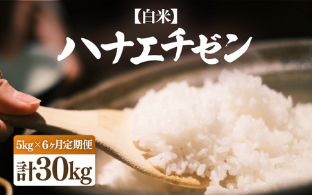 【令和7年産・新米】定期便 ≪6ヶ月連続お届け≫ ハナエチゼン 5kg × 6回（合計30kg）【白米】【お米 こめ はなえちぜん 華越前 人気品種 ブランド米 5キロ 白米 精米 玄米 おにぎり うまい 福井県ブランド米 福井県産】 [e26-g001_01]