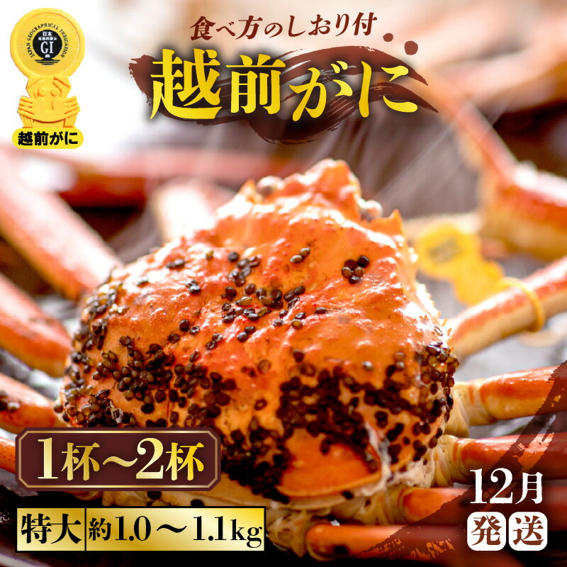 【ふるさと納税】≪浜茹で≫越前がに 特大サイズ （生で1杯約1.0〜1.1kg）食べ応え十分 食べ方しおり付き 【選べる杯数！1〜2杯】【雄 ズワイガニ 越前ガニ 姿 ボイル 冷蔵 かに カニ 蟹 福井県】【12月発送分】希望日指定可 備考欄に希望日をご記入ください