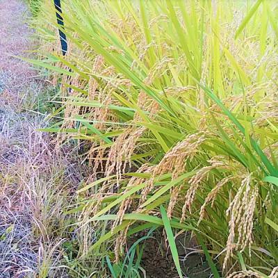 ふるさと納税 竹田市 竹田市産 愛鴨米 白米 10kg |  | 03