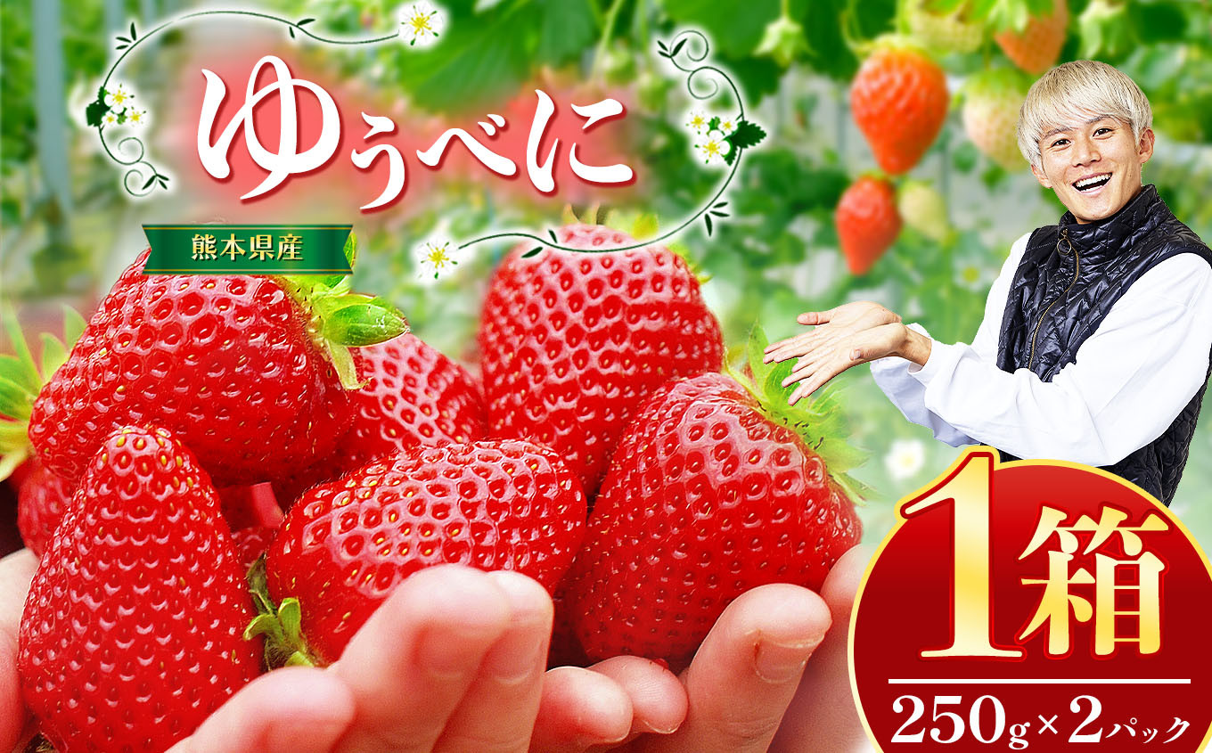 
            熊本県産 イチゴ 「 ゆうべに 」 1箱（250g入り×2パック） | フルーツ 果物 くだもの いちご 苺 500g 熊本県 玉名市
          