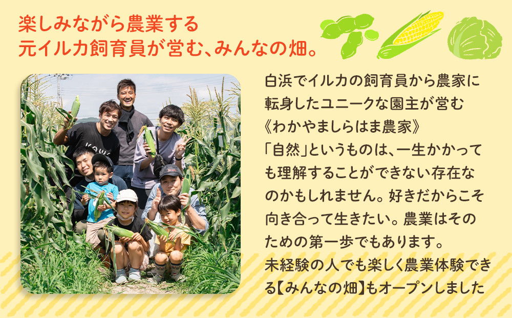 ［先行予約］しらはま農家 とうもろこし2Lサイズ20本 ［2026年6月発送予定］