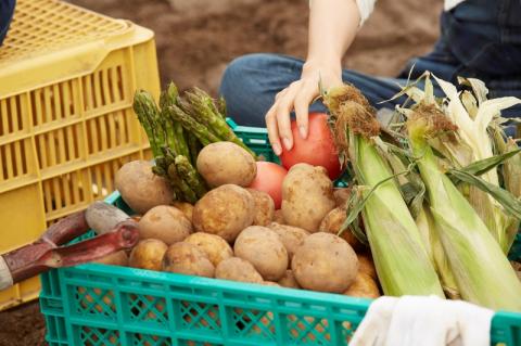 毎月お届け！おおいたの旬野菜10月から半年間定期便/計6回発送_1774R