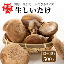 【ふるさと納税】 生しいたけ 肉厚500g （約12～15個）【お申込期限3月31日】ジャンボ 手のひらサイズ 糸魚川 焼山しいたけ園 農園直送 新鮮 おすすめ 新潟県 お取り寄せ グルメ 国産 椎茸 しいたけ お申込3月末までの限定品 大きめサイズ