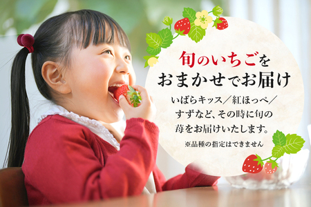 【 2026年 先行予約 】いちご 旬の苺 食べ比べセット 4p Rafすとろべりーふぁーむ イチゴ 苺 4パック 国産 果物 フルーツ くだもの 1月 2月 3月 発送 冬 旬 産地直送 農家直送 