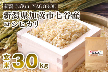 【令和6年産新米先行予約】新潟県加茂市 七谷産コシヒカリ  玄米30kg 《10月下旬～順次発送》 新潟産コシヒカリ 豊かな山水で育った天水米 加茂市 YAGOROU ヤゴロウコシヒカリ コシヒカリ コシヒカリ コシヒカリ コシヒカリ