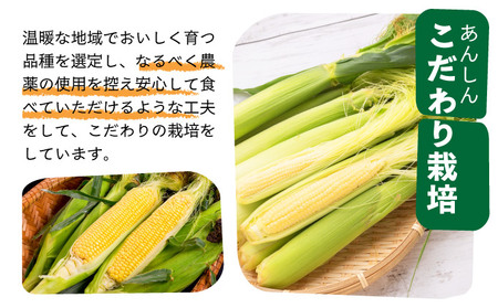 【先行予約2025年12月-2026年4月】 1番遅くて1番早い_ 朝採れプレミアムヤングコーンを皮付きのまま20本お届け!!