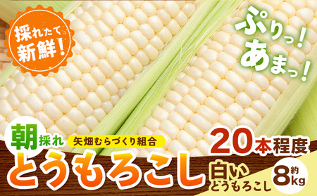 白いとうもろこし約8kg矢畑むらづくり組合 《6月下旬-7月下旬頃出荷》栃木県野木町とうもろこしとうもろこしとうもろこし