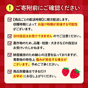 2027年3月〜5月発送予定 いちご きらぴ香 約1kg いちご