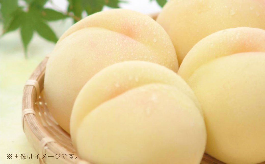 
            岡山県産白桃 5～7玉 約1.3kg【2026年7月上旬～7月下旬発送予定】
          