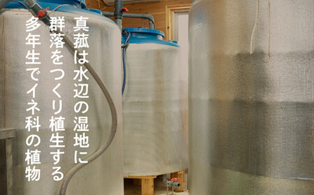 【定期便】真菰（まこも）乳酸菌液　1.5L×2本　6ヶ月定期便