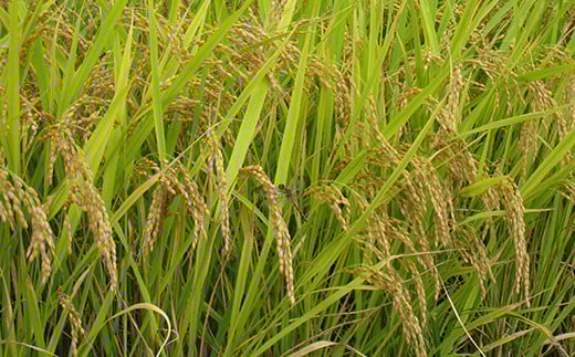 令和7年産《定期便》金山産米 つや姫 【精米】2kg×3ヶ月 計6kg 米 お米 白米 ご飯 精米 ブランド米 つや姫 送料無料 東北 山形 金山町 F4B-0633