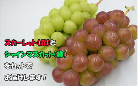 【2026年発送分】赤のスカーレット＆緑のシャインマスカットの食べ比べセット（各１房）　シャイン マスカット ぶどう ブドウ 葡萄 山梨 やまなし フルーツ 果物 新品種 スカーレット 赤ぶどう 食べ