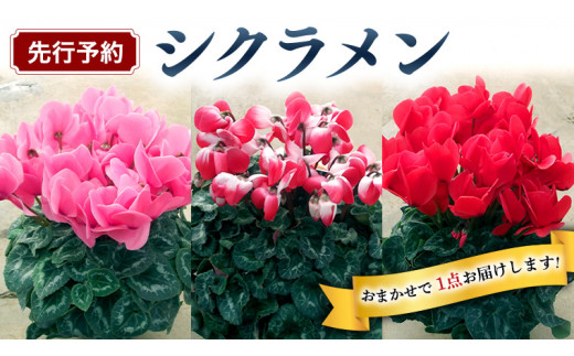 
《 先行予約 》 シクラメン 【 おまかせ １点 】 ガーデニング 花 はな フラワー 鉢 鉢植え
