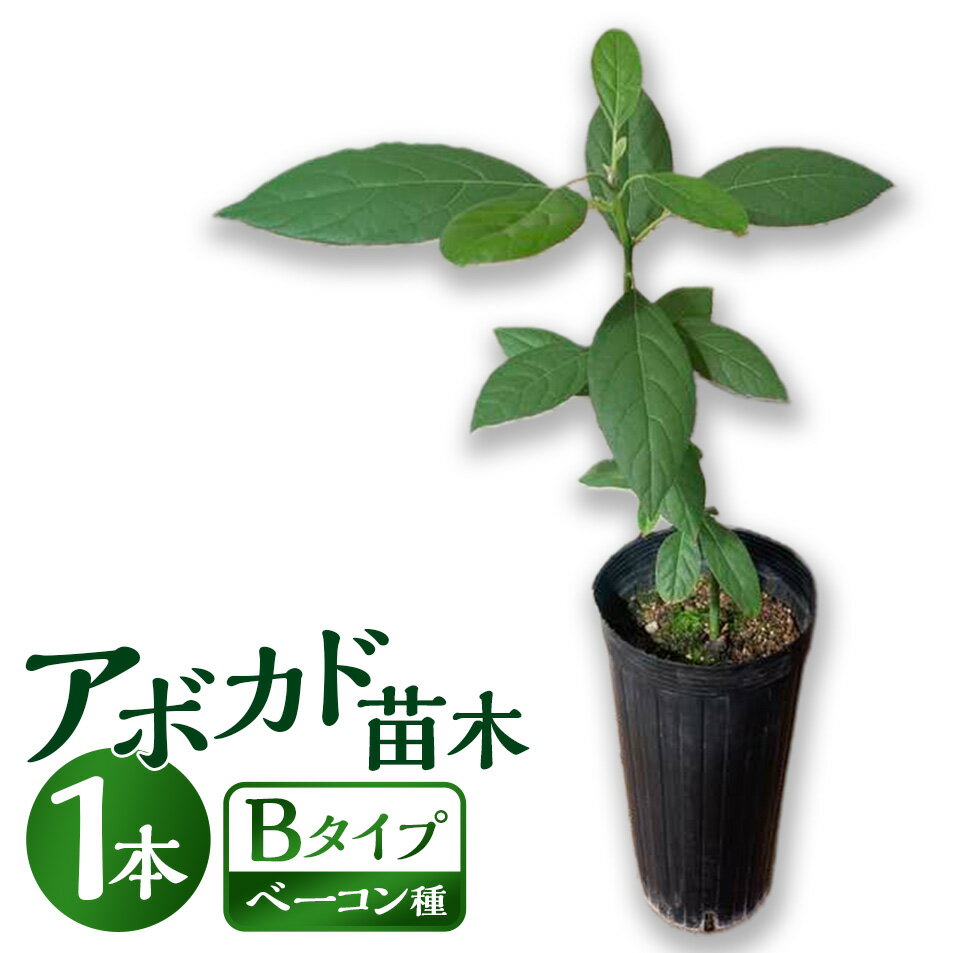 【ふるさと納税】【数量限定】アボカド苗木 Bタイプ（台木／接ぎ木：ベーコン種） 1本 5号～6号 鉢下から約30cm 観葉植物 水俣産 熊本県産 グリーン ガーデニング 観葉 植物 アボカド ギフト 贈り物 送料無料【2025年5月下旬より順次発送開始】