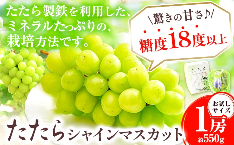 【2025年度産先行予約】 マスカット シャインマスカット お試しサイズ 1房（約550g）たたらみねらるシャインマスカット ギフト 糖度18度以上 フルーツ 種無し ぶどう 葡 Y&G．ディストリビューター 岡山県 笠岡市 《2025年8月下旬-10月下旬頃出荷》---Y-14---