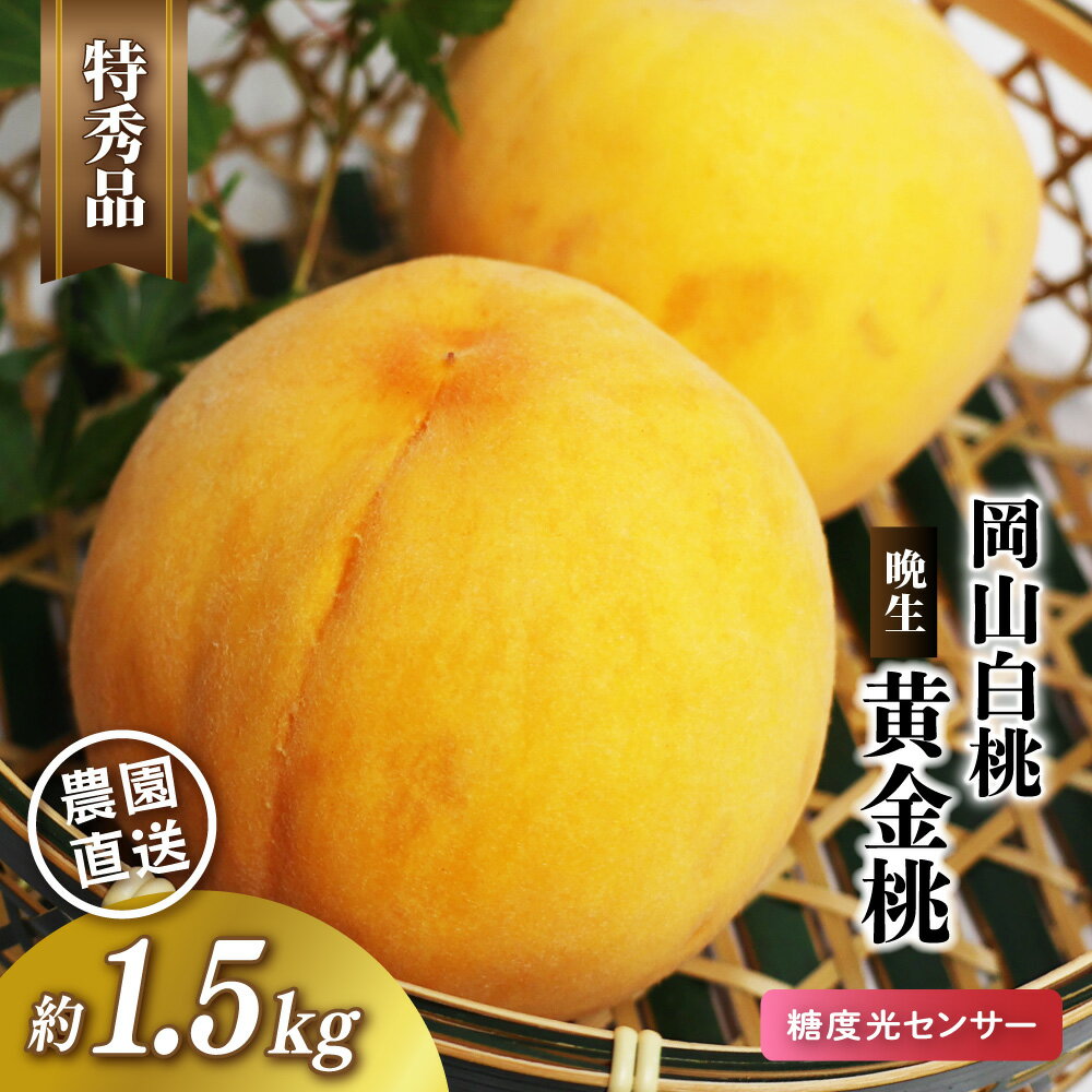 【ふるさと納税】 岡山白桃 晩生 黄金桃 特秀品 約1.5kg 【2026年先行予約】 糖度センサー 晩生 黄金桃 贈答 ギフト 産直 高級 フルーツ 果物 くだもの プレゼント 【配送不可地域：北海道／沖縄県／離島】 momo68