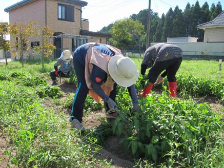 022a002 【限定4枚】ならは藍染め会　藍染めストール（絹）～ストライプショール房付き～