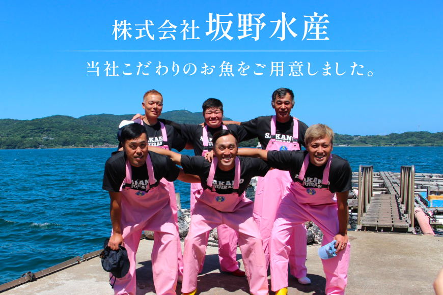 刺身 ヒラマサ 平戸なつ香 ヒラス 半身 約1kg [（株）坂野水産 長崎県 平戸市 hr42bgy420005] 魚介 さかな お刺身 刺身用 さしみ 柵 冷蔵 下処理済 簡単調理 時短 おかず フ