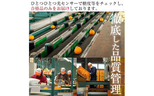 ＜先行予約受付中！2026年7月上旬頃より順次発送予定＞安心安全！JAさつま日置産 ハウスみかん(約2.4kg化粧箱) 国産 九州産 鹿児島県産 ハウスみかん ミカン みかん 蜜柑 柑橘 果物 果実 