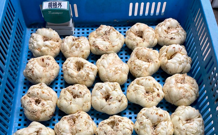 【規格外】十勝幕別 忠類ゆり根 5kg（M～2L）30～50玉［JA忠類］9月～3月発送限定【 北海道 幕別町 忠類 十勝 高級食材 お正月 料理 大容量 訳あり 】
