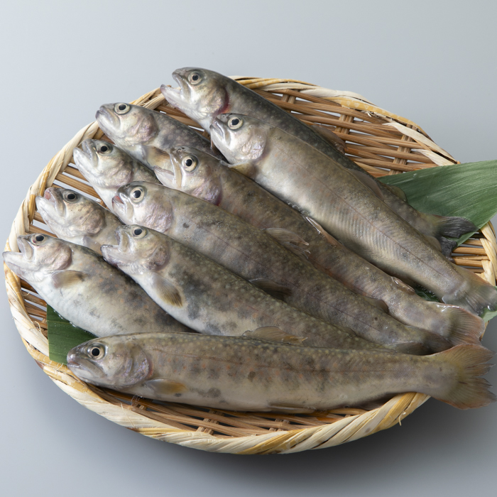 【B-606】井保水産 活岩魚詰合せ　10尾［高島屋選定品］