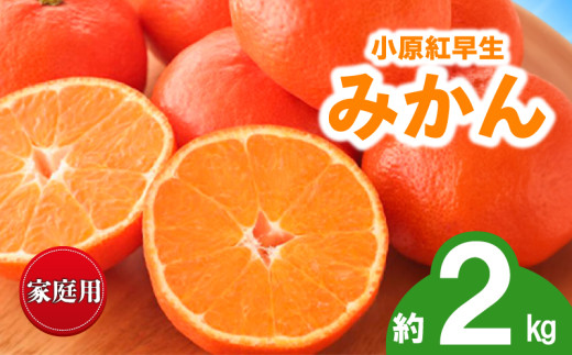 先行予約 みかん 蜜柑 約2kg 小原紅早生 小原紅早生みかん 柑橘 オレンジ 果物 フルーツ 果実 旬 家庭用 11月下旬～12月下旬 配送 香川県 丸亀市