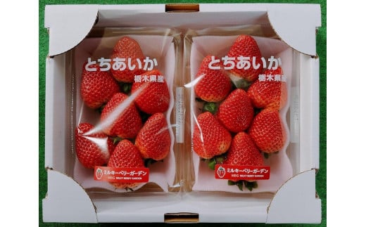 【先行予約・朝採り・農園直送（1月~2月収穫・発送）】栃木県産とちあいか（大粒290ｇ×2パック）×1箱