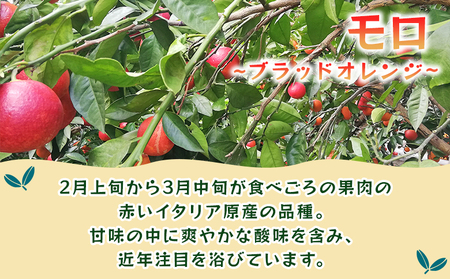 ＜モロ（ブラッドオレンジ）約5kg＞ 果物 フルーツ みかん ミカン 蜜柑 オレンジ 柑橘 もろ ぶらっどおれんじ 食べて応援 特産品 JA えひめ南農業協同組合 愛媛県 西予市 【常温】『2025年
