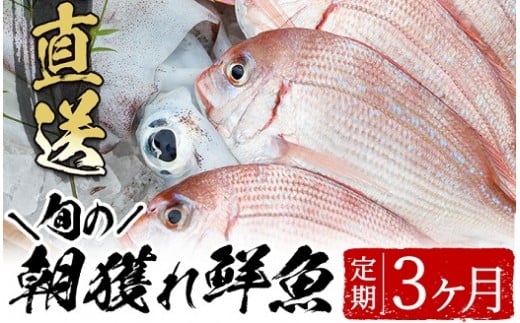 旬の朝獲れ鮮魚コース 3ヵ月定期便！その日獲れたての鮮魚や活魚！漁協だからできる産地直送の定期便【えびす市場】【C-209H】