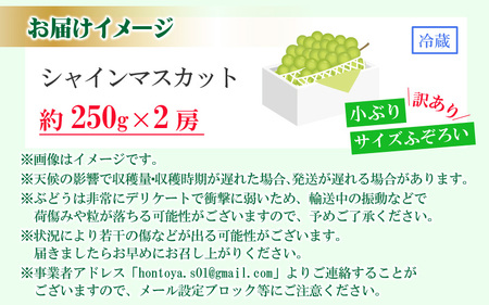 【先行予約】【訳あり】シャインマスカット 約250g×2房 【2025年8月中旬以降順次発送予定】[A-3229]