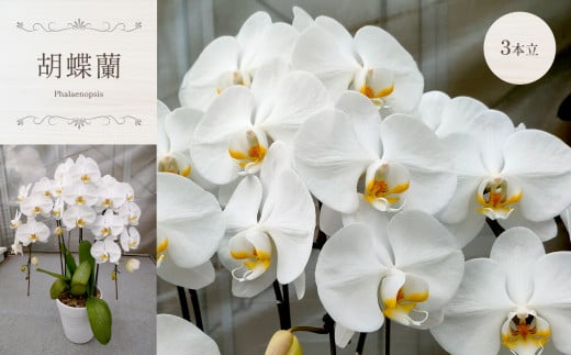 胡蝶蘭（ 3本立 ）| 蘭 洋蘭 花 フラワー 贈り物 ギフト プレゼント お祝い 祝い事 | 真岡市 栃木県