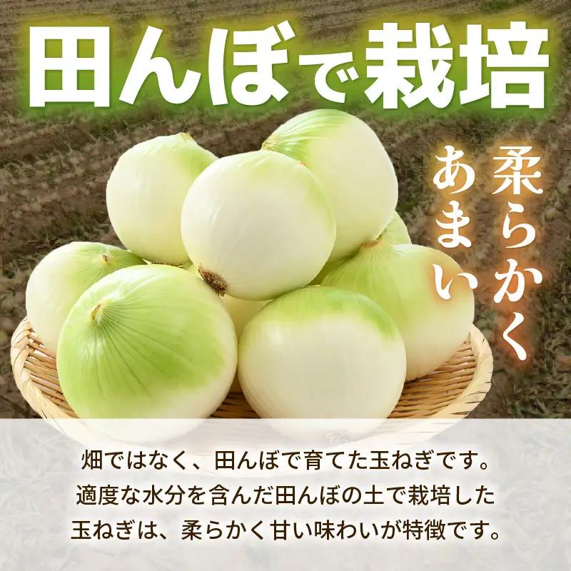 【先行予約】採れたて 新玉ねぎ 10kg（サイズ S M L ミックス）田んぼで育てた甘くて柔らか自慢の玉ねぎ！／ 常備 野菜 玉葱 たまねぎ ※2027年6月以降順次発送予定 [aw056-a020