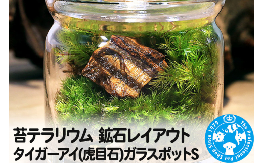 苔テラリウム 鉱石レイアウト タイガーアイ(虎目石)ガラスポットS 説明書付 [株式会社チャーム charm 観葉植物 苔テラリウム インテリア・雑貨 グリーン ガラスボトル ガラスポット ガラス容器