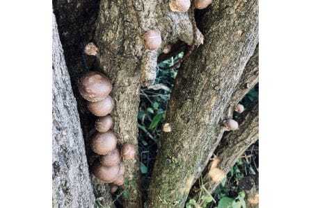 【大阪能勢特産】 【シェフ監修】 【パスタソース】 原木しいたけソース2本セット