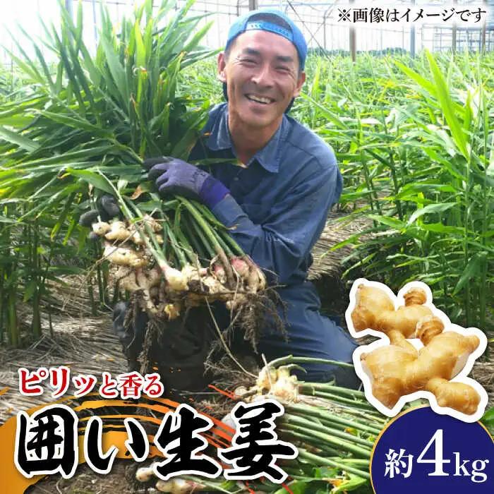 【2026年1月末-順次発送】囲い生姜 約 4kg / ショウガ 南島原市 / ふくはちファーム/福島農園 [SBS012]