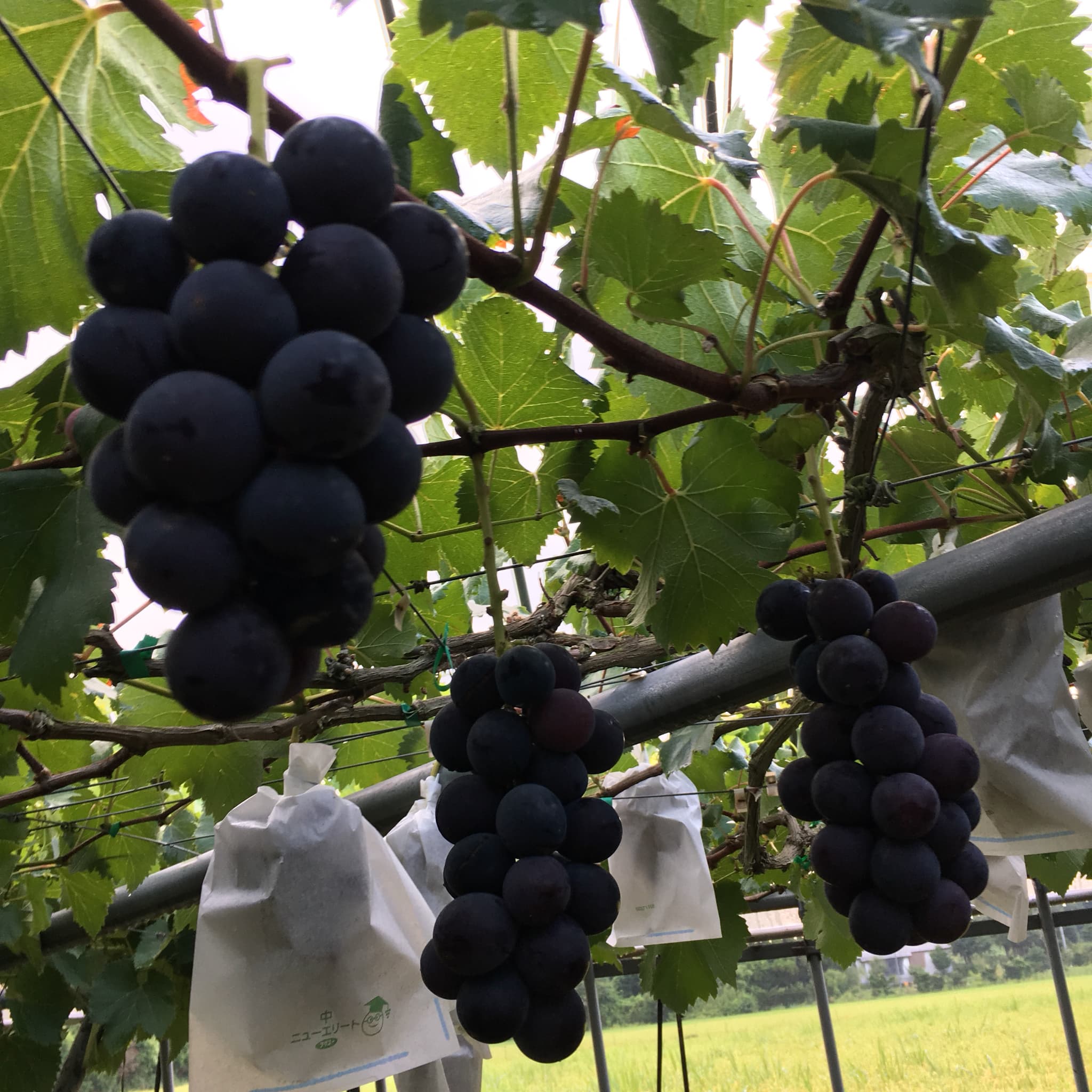 巨峰 きょほう 葡萄 ぶどう 約3kg 7～8房 【8月上旬～8月下旬発送予定】 みのだ観光農園 熊本県 宇城市産