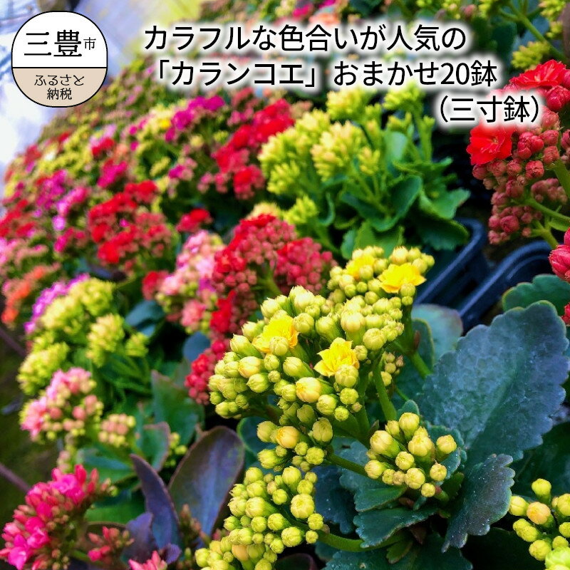 【ふるさと納税】 カランコエ おまかせ20鉢セット (三寸鉢) [ 多肉植物 花 観葉植物 鉢植え 室内 ガーデニング カラフル 人気 ギフト 送料無料 三豊市 返礼品 松田玉松園 ]