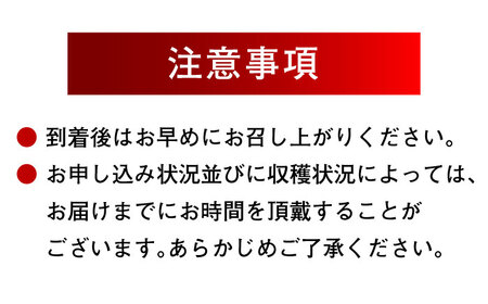 【先行予約】【9月上旬より順次発送】パリッとした食感。ジュワッと溢れる幸せ。瀬戸ジャイアンツ2kg（3から5房） 愛媛県大洲市/沢井青果有限会社 [AGBN005]ぶどうフルーツぶどうフルーツぶどうフ