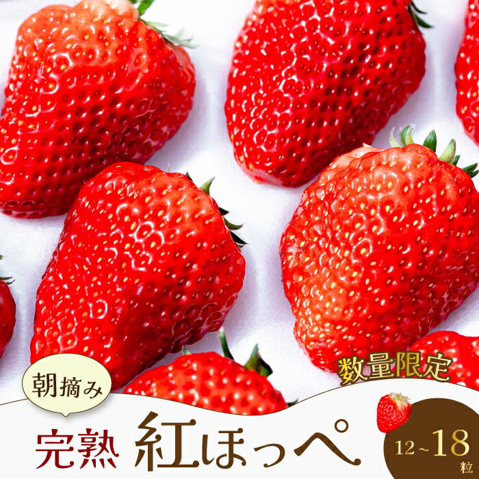 【ふるさと納税】【先行受付・数量限定】朝摘み完熟☆紅ほっぺ いちご 果物 イチゴ 12～18個（400g～600g） 三原いちご園 苺 フルーツ 041001