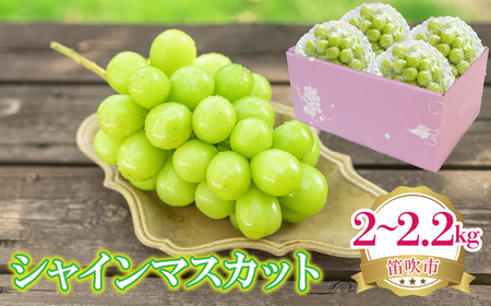 【2026年発送★先行予約】シャインマスカット 2～2.2kg 222-008-2-26y | シャインマスカット 発送 笛吹市 山梨県 フルーツ 果物 ぶどう 葡萄 大粒 おすすめ 贈答 ギフト 産地 山梨 笛吹 国産 人気 先行 予約