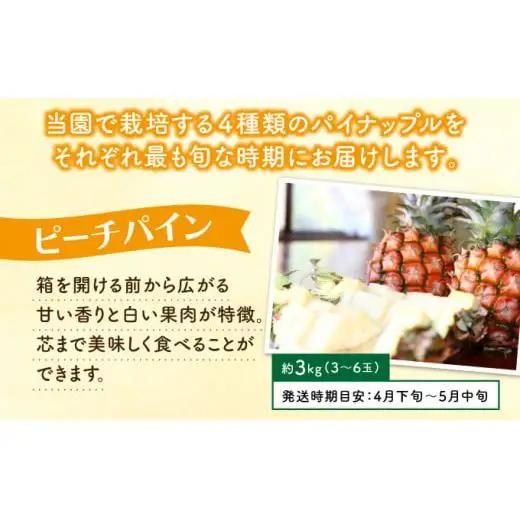 定期便 4回 パイナップル 旬果便 
