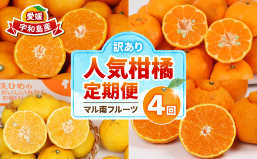訳あり 人気 柑橘 4回定期便 マル南フルーツ 宇和島みかん 南柑20号 蜜柑 mikan みかん ポンカン 媛小春 不知火 定期便 果物 くだもの 愛媛県産 訳アリ 訳あり品 訳有り フルーツ 産地直送 国産 愛媛 宇和島 B040-106046
