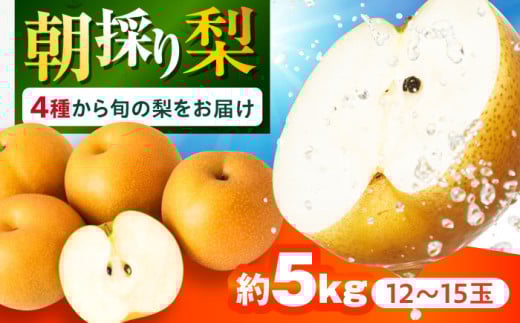 
            【2025年9月～発送】長崎県産 朝採り旬の梨 約5kg 12玉～15玉 / 梨 ナシ なし フルーツ 果物 / 大村市 / 産直松吉 [ACZC007]
          