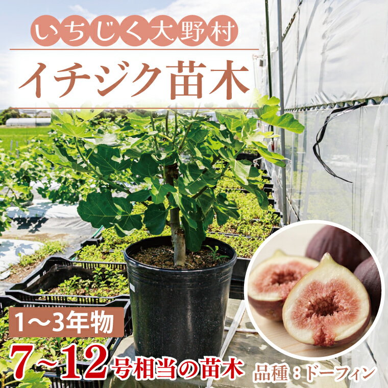 【ふるさと納税】イチジク苗木(1～3年物) 【なえぎ 観葉 植物 いちじく 自宅 ポット ドーフィン 茨城県 鹿嶋市】（KAE-7）