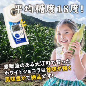 《先行受付》朝採りホワイトショコラ約5kg・A品L・12～16本程度 【2025年7月下旬頃～発送予定】 【山形とうもろこし・大江町産・明石農園】 027-004
