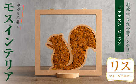 モスインテリア「リス」(フォールイエロー) ＜横200mm・高さ200mm・幅15mm＞ 観葉植物  苔 コケ テラモス インテリア 植物 【結び】 sh028-D