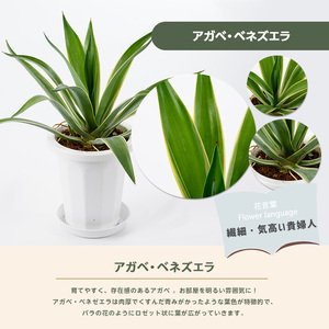 2026年3月上旬～発送【観葉植物】アガベ・ベネズエラ 40cm～60cm Green Base IB003-015 観葉植物 ※北海道・沖縄・離島配送不可