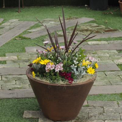 ふるさと納税 朝倉市 ビッグサイズ　季節のお花寄せ植え　直径50cmの鉢に季節のお花を植え込みました。 |  | 01