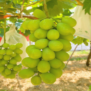 おすすめ感謝セット　マッターホルン+シャインマスカット翡翠　2房セット